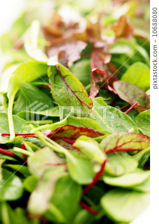 沙拉 沙拉 10688080