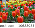 鬱金香 10688083