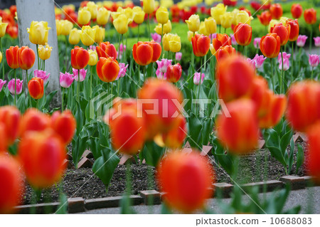 鬱金香 鬱金香 10688083