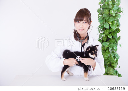 Palpatory veterinarian Palpatory veterinarian 10688139