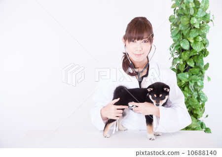 Palpatory veterinarian Palpatory veterinarian 10688140