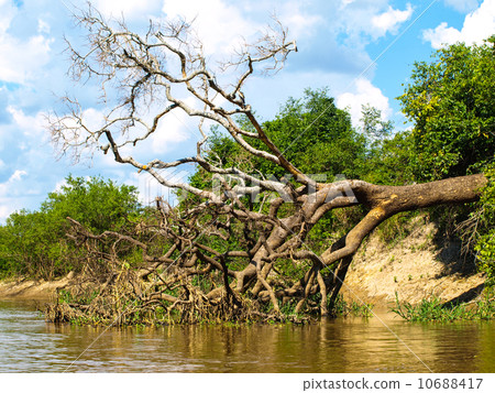 Fallen tree at amazonian river bay 10688417