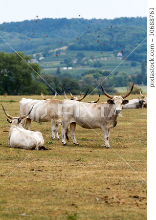 Hungarian bulls 10688761