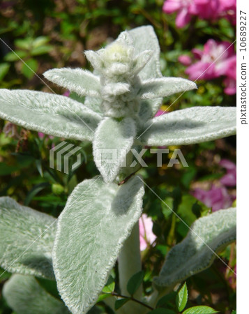  綿毛水蘇 10689227