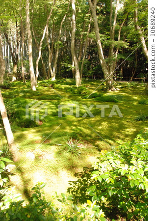 Thorns Leakage Day and Moss Garden (Gioji / Kyoto City Sakaedori Damonosaka) 10689240