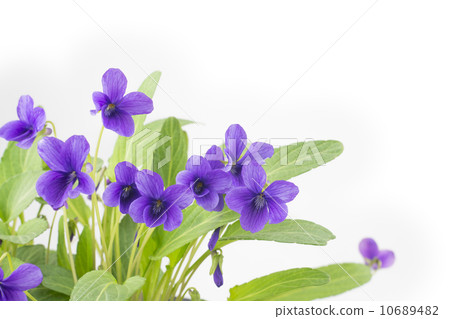 Violet flowers Violet flowers 10689482