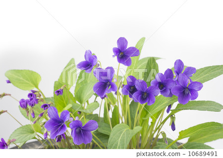 Violet flowers 10689491