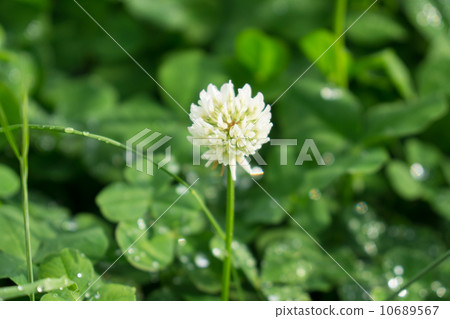 White clusters 10689567