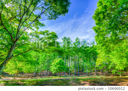 Spring Uno Tawa 10690012