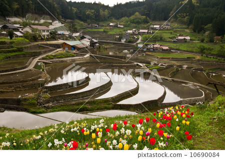 Ini Tanada in Hiroshima and tulip flowers blooming beside it Ini Tanada in Hiroshima and tulip flowers blooming beside it 10690084