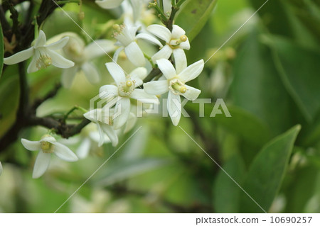 橘子花 10690257