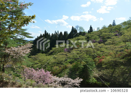 Yaeyakura of Myogi-yama Yaeyakura of Myogi-yama 10690328