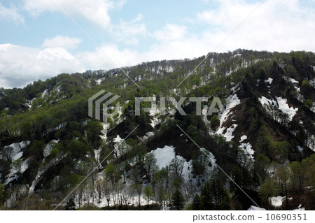 新鮮的綠色和剩餘的雪 新鮮的綠色和剩餘的雪 10690351