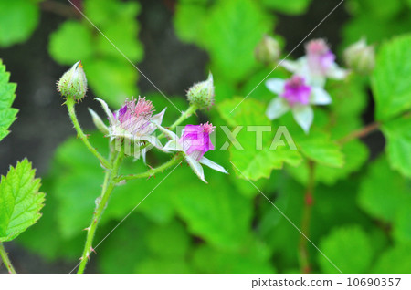 Navales strawberry 10690357