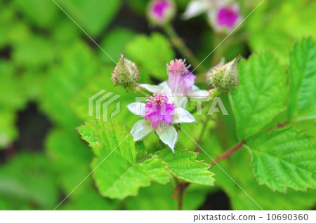 Navales草莓 Navales草莓 10690360