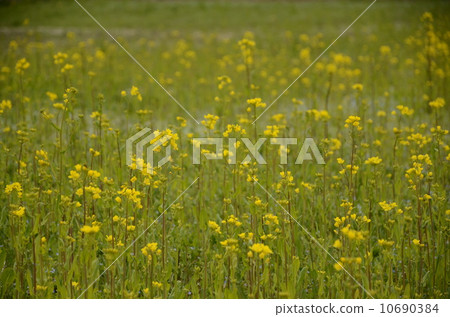 Rape blossoms Rape blossoms 10690384