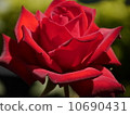 一朵紅玫瑰 10690431