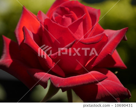 一朵紅玫瑰 10690431