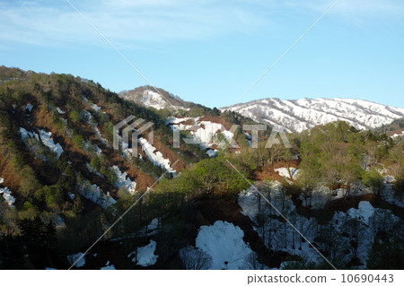 新鮮的綠色和剩餘的雪 10690443