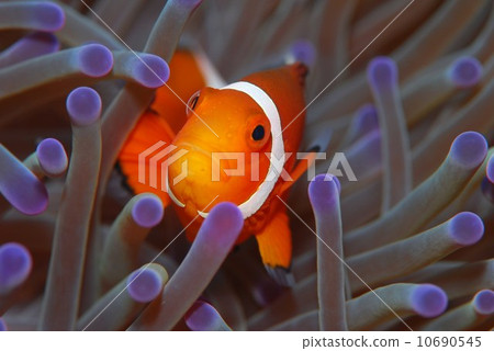 小丑anemonefish 10690545