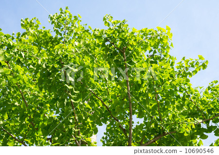 銀杏沒有新鮮的綠色 10690546