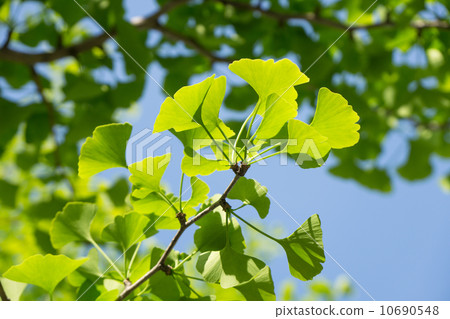 Ginkgo no fresh green 10690548