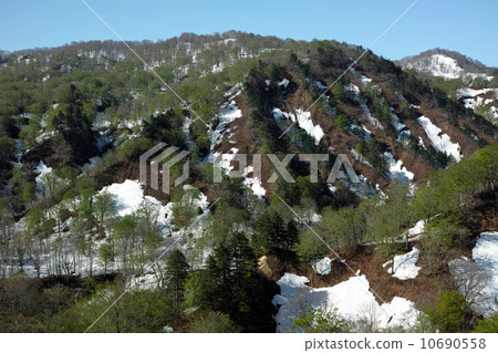 Fresh green and remaining snow 10690558