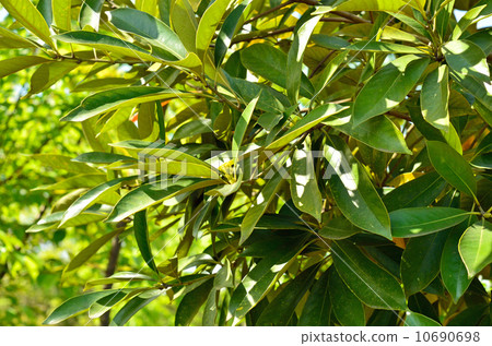 樹·馬尾科植物科 10690698