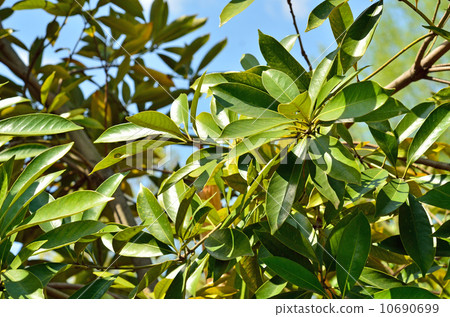 樹·馬尾科植物科 10690699