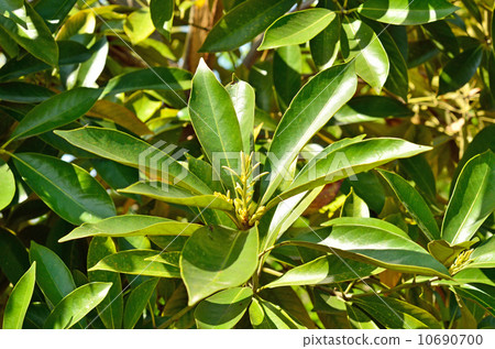 樹·馬尾科植物科 10690700