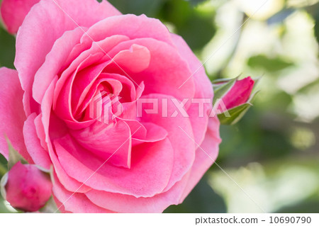 Rose of the seasons (Lavinia) Rose of the seasons (Lavinia) 10690790
