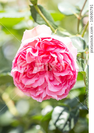 Rose of the seasons (Gie-de-Morpassin) Rose of the seasons (Gie-de-Morpassin) 10690791
