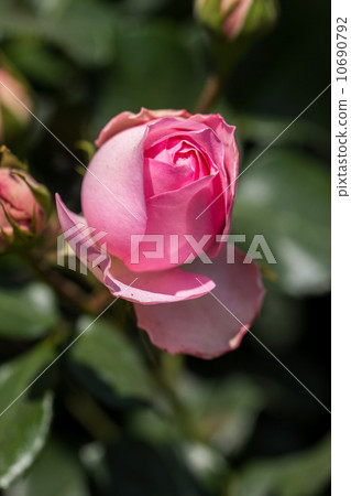 Rose of the seasons (Gie-de-Morpassin) 10690792