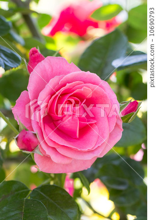 Rose of the seasons (Lavinia) Rose of the seasons (Lavinia) 10690793