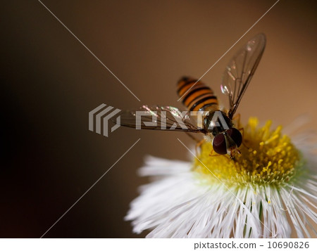 Honey Honey 10690826