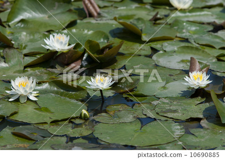 睡蓮 睡蓮 10690885