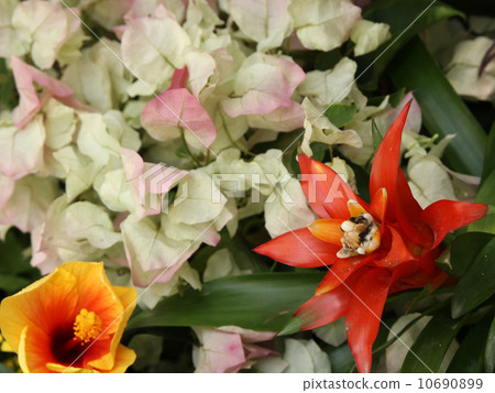 flower bed  10690899