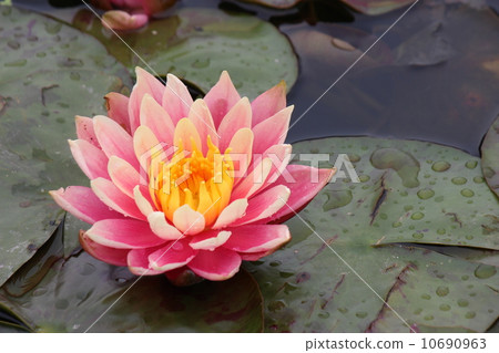 Water lily Water lily 10690963