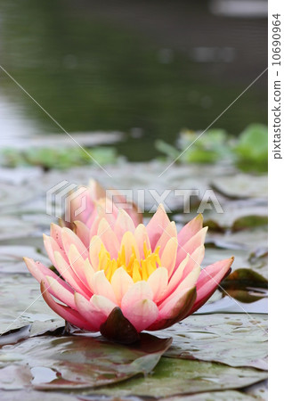 Water lily 10690964