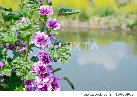 Zeniaoi and rape flowers 10690965
