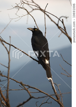 Bird on tree 10691006