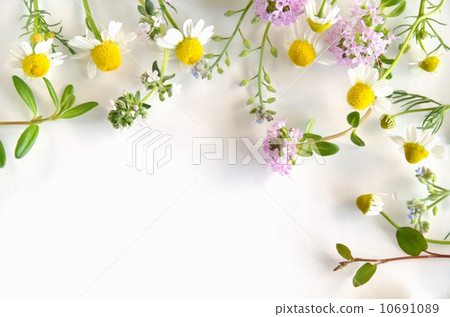 Chamomile and time Chamomile and time 10691089