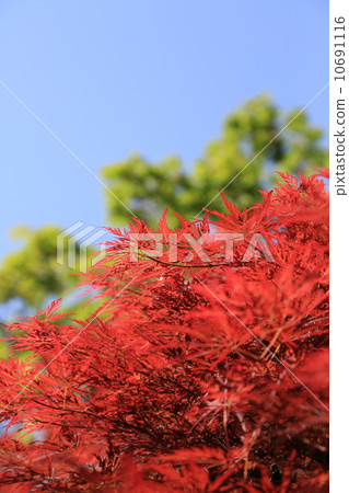 Fresh green Fresh green 10691116