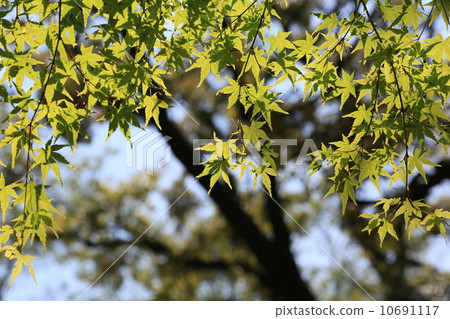 Fresh green Fresh green 10691117