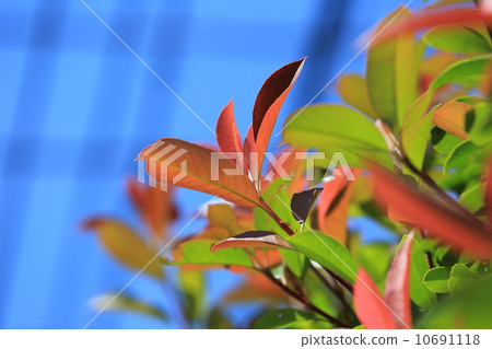 New leaves New leaves 10691118