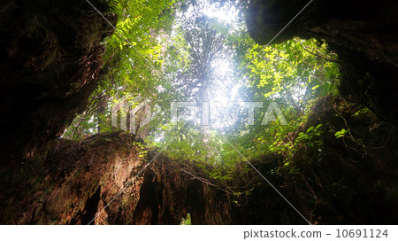 In the world natural heritage Yakushima Wilson stock 10691124