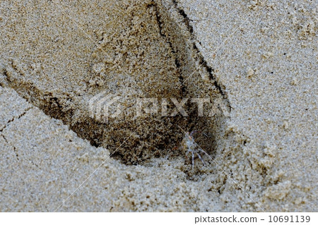 Crab lurking in the footprints of Iriomote Island 10691139