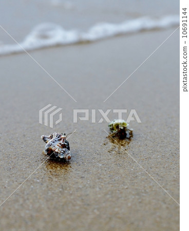 Hermit crab of Iriomote Island Tsukigahama Hermit crab of Iriomote Island Tsukigahama 10691144
