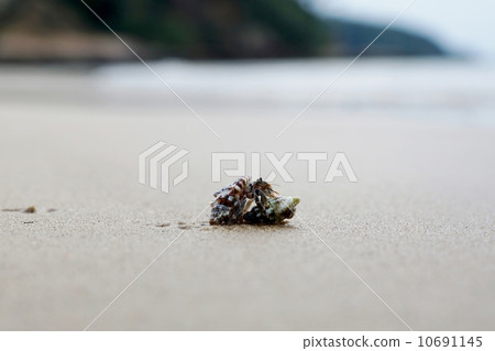Hermit crab of Iriomote Island Tsukigahama Hermit crab of Iriomote Island Tsukigahama 10691145