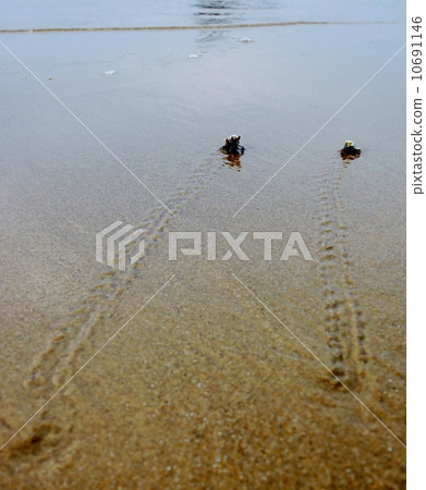 Hermit crab of Iriomote Island Tsukigahama 10691146